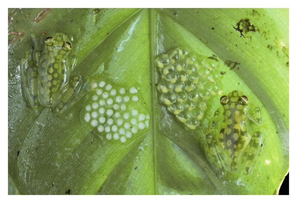 Reticulated Glass Frogs Guarding Two Clutches Of Eggs, Each At Different Stages Of Development, Costa Rica-Paper Art-38X26