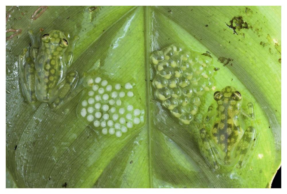 Reticulated Glass Frogs Guarding Two Clutches Of Eggs, Each At Different Stages Of Development, Costa Rica-Paper Art-50X34