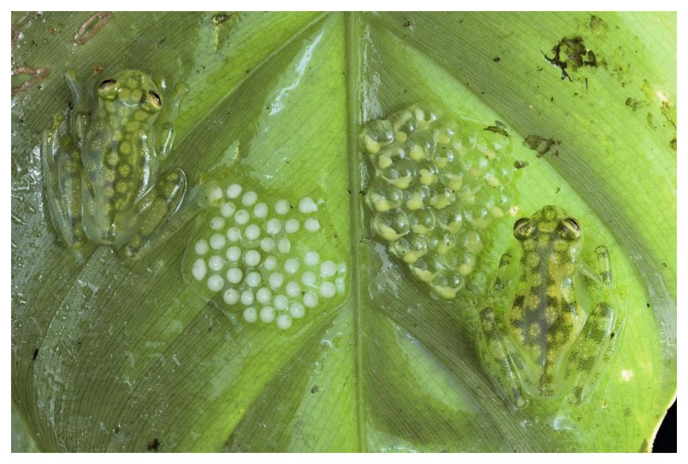 Reticulated Glass Frogs Guarding Two Clutches Of Eggs, Each At Different Stages Of Development, Costa Rica-Paper Art-62X42