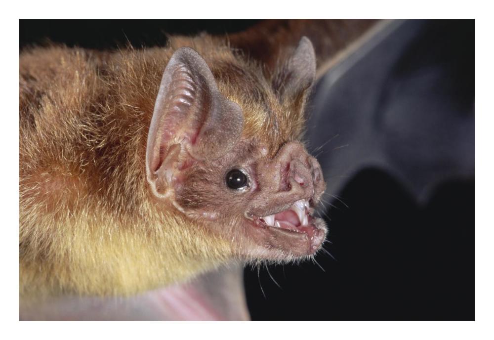 Vampire Bat Portrait, Costa Rica-Paper Art-26X18