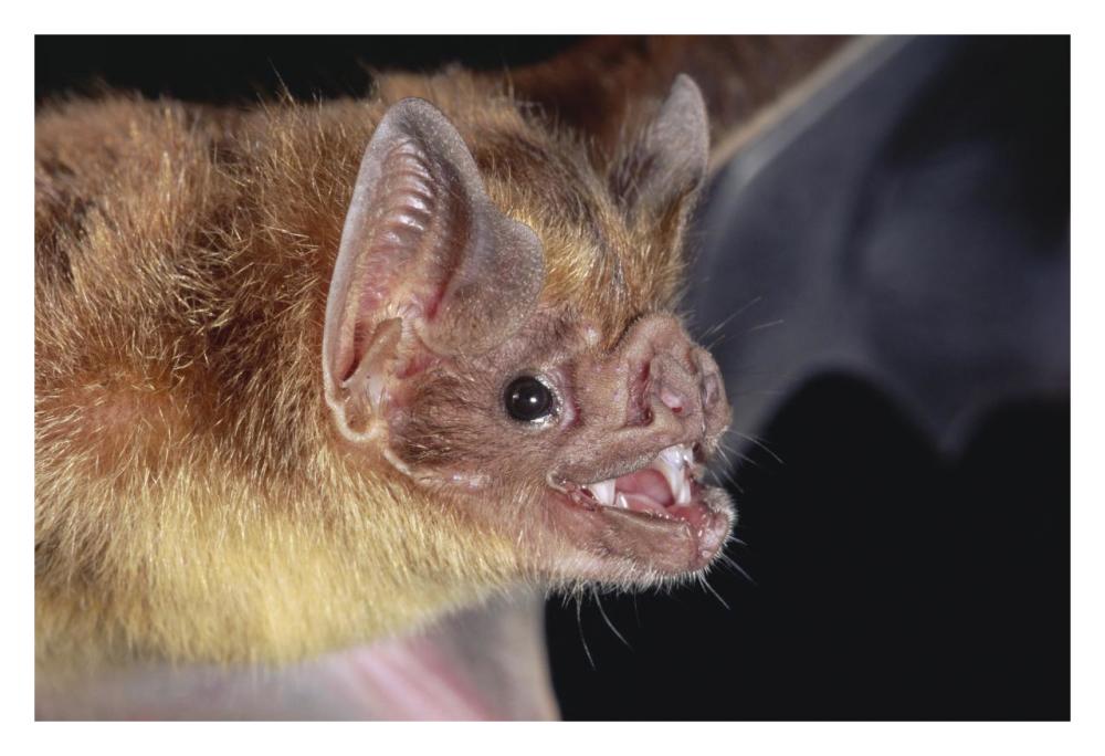 Vampire Bat Portrait, Costa Rica-Paper Art-32X22