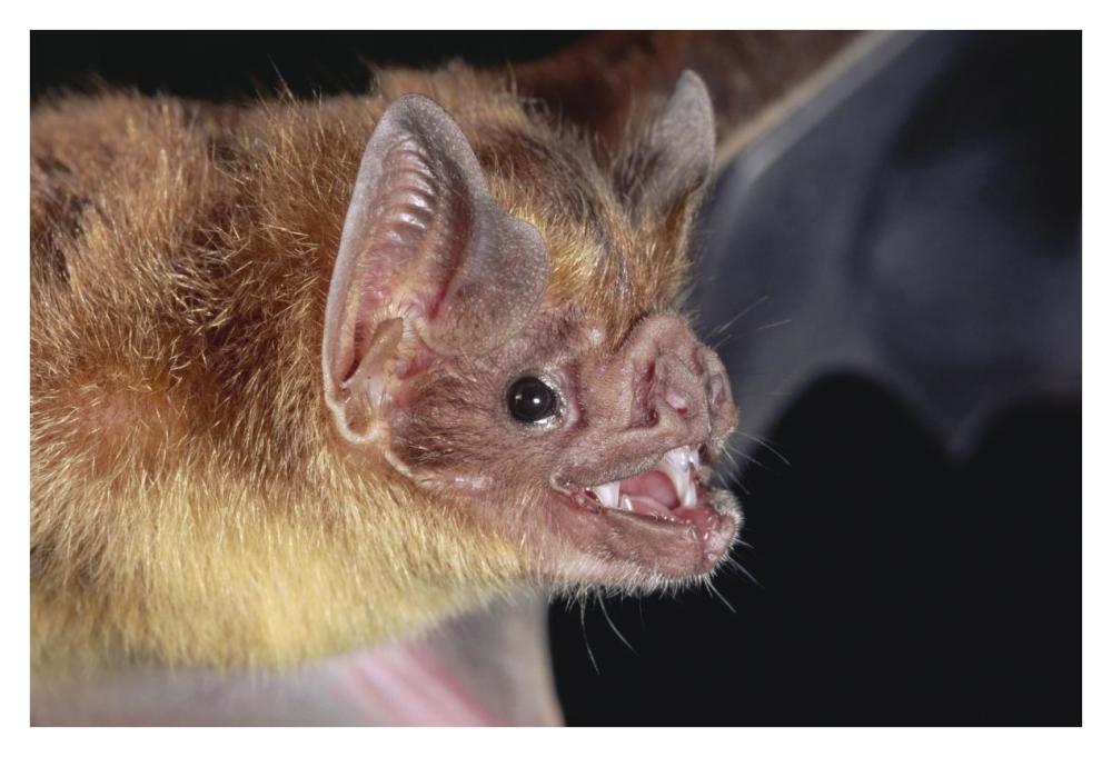 Vampire Bat Portrait, Costa Rica-Paper Art-38X26
