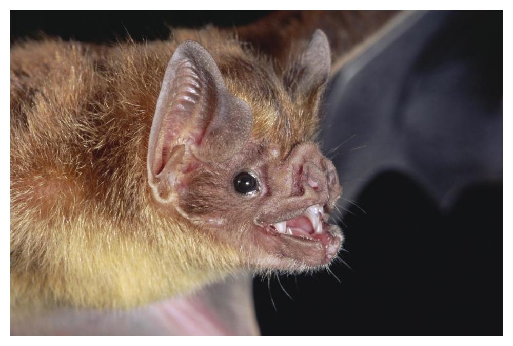 Vampire Bat Portrait, Costa Rica-Paper Art-50X34