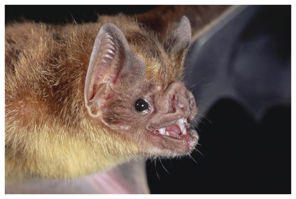 Vampire Bat Portrait, Costa Rica-Paper Art-62X42