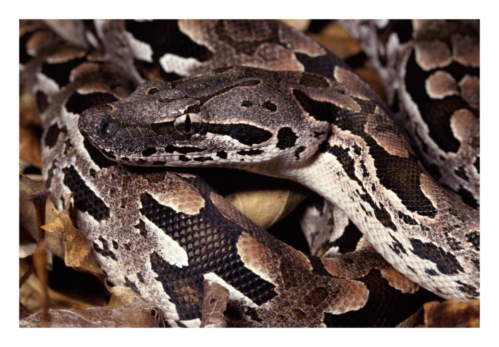 Madagascar Ground Boa Madagascar-Paper Art-26X18