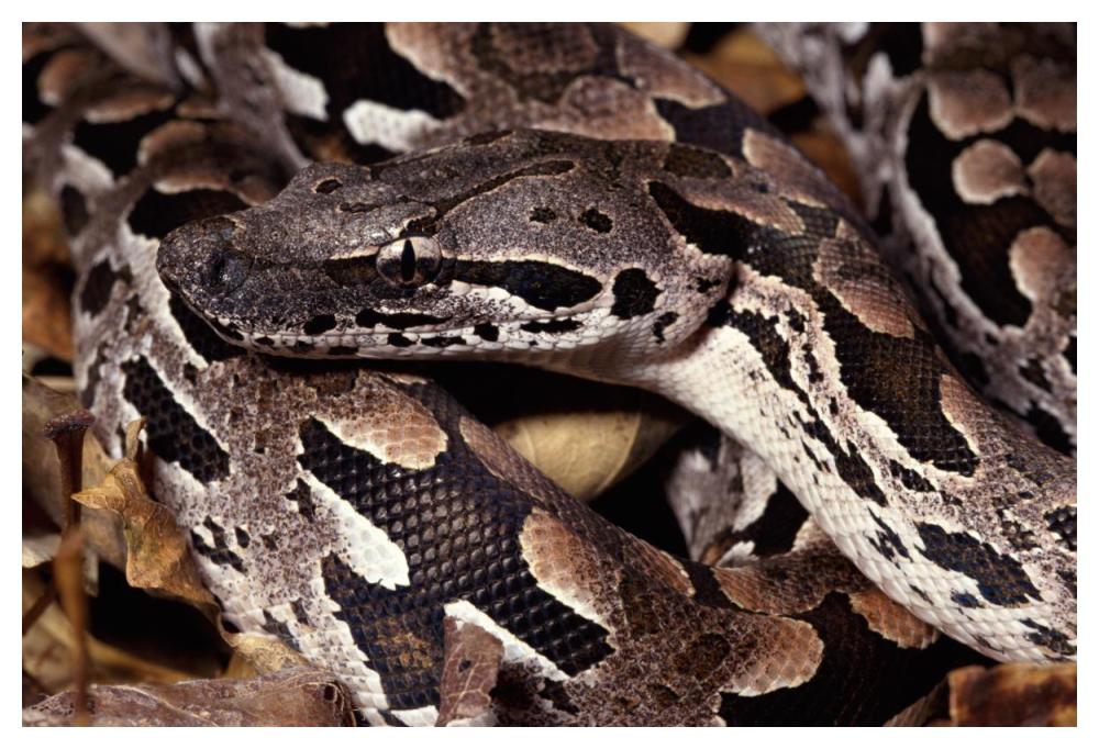 Madagascar Ground Boa Madagascar-Paper Art-50X34