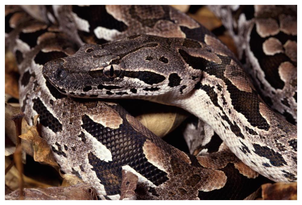 Madagascar Ground Boa Madagascar-Paper Art-62X42