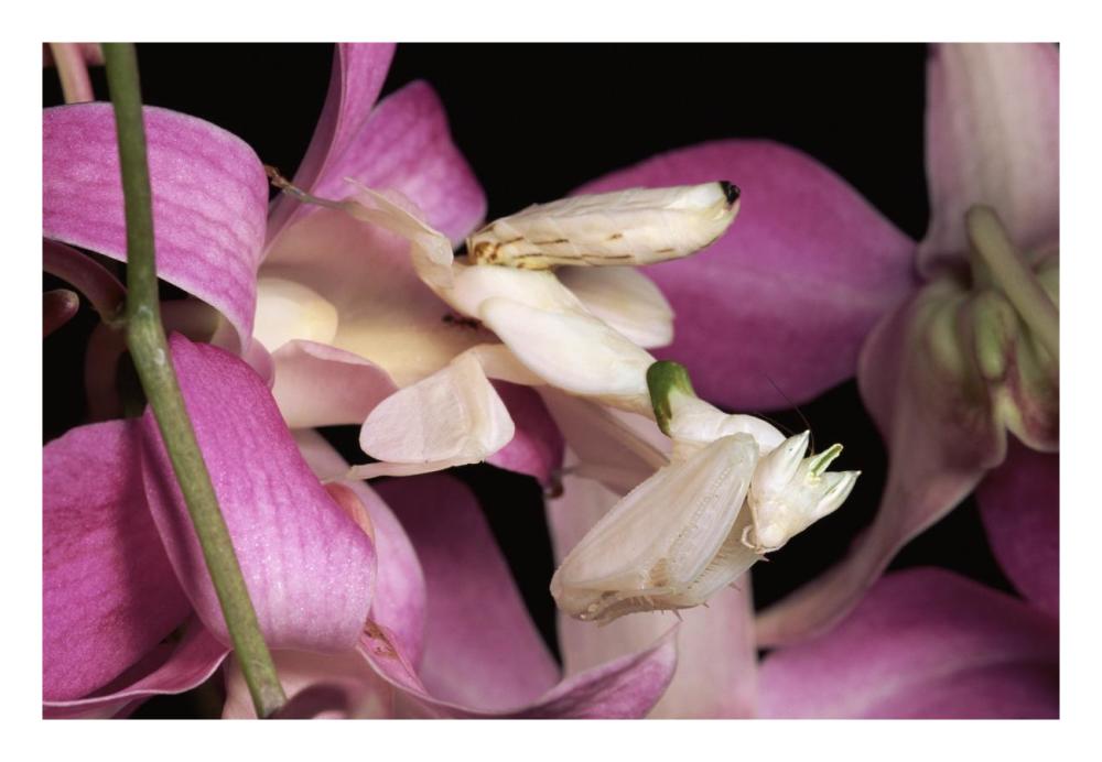 Orchid Mantis And Orchid Flower, Malaysia-Paper Art-26X18