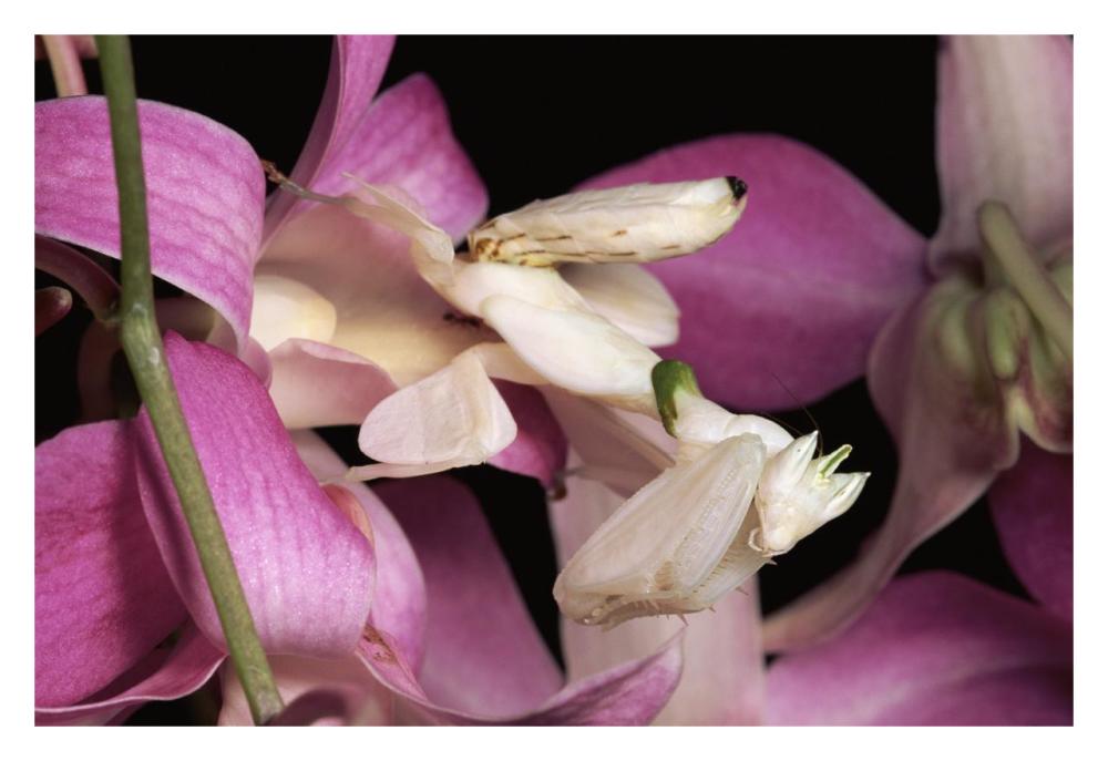 Orchid Mantis And Orchid Flower, Malaysia-Paper Art-32X22