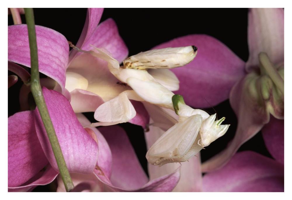 Orchid Mantis And Orchid Flower, Malaysia-Paper Art-38X26