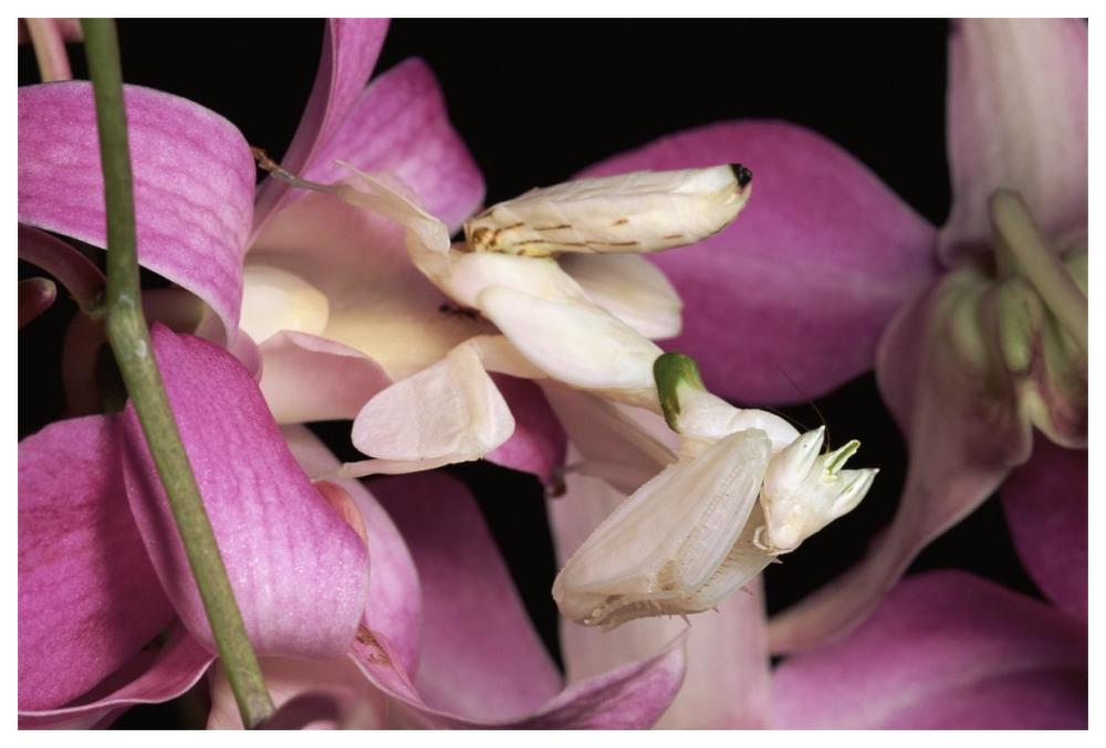 Orchid Mantis And Orchid Flower, Malaysia-Paper Art-62X42
