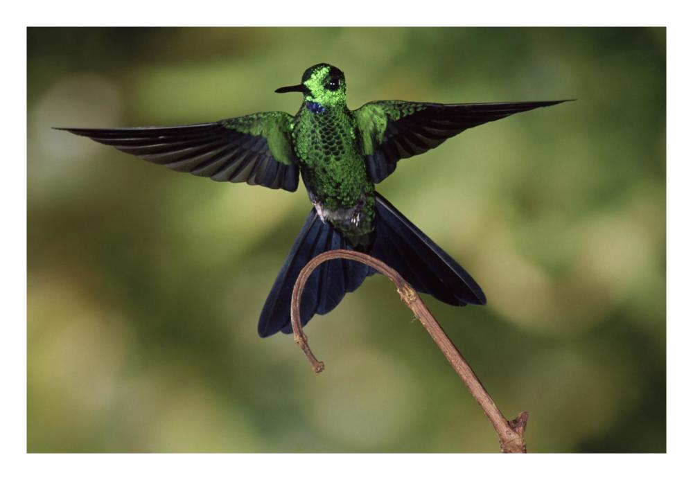 Green-Crowned Brilliant Male, Cloud Forest, Costa Rica-Paper Art-26X18