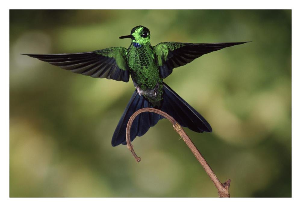 Green-Crowned Brilliant Male, Cloud Forest, Costa Rica-Paper Art-32X22