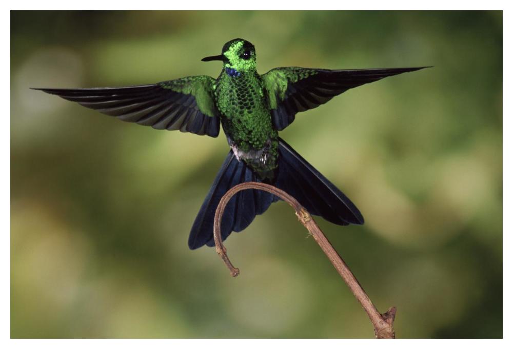 Green-Crowned Brilliant Male, Cloud Forest, Costa Rica-Paper Art-50X34