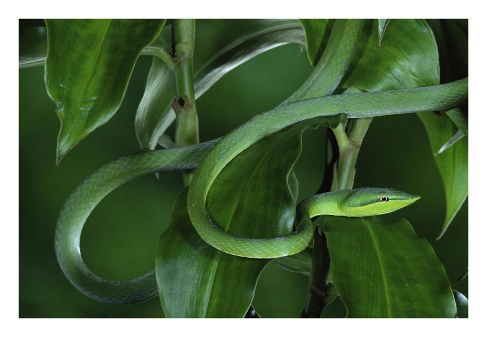 Green Vine Snake Camouflaged Among Rainforest Leaves, Costa Rica-Paper Art-26X18