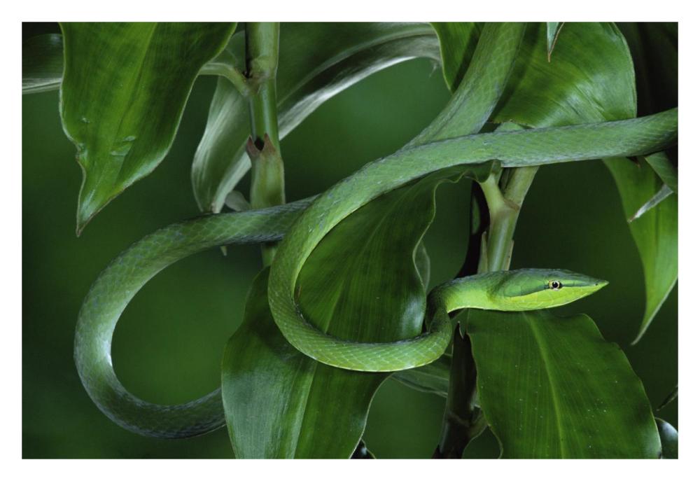 Green Vine Snake Camouflaged Among Rainforest Leaves, Costa Rica-Paper Art-32X22