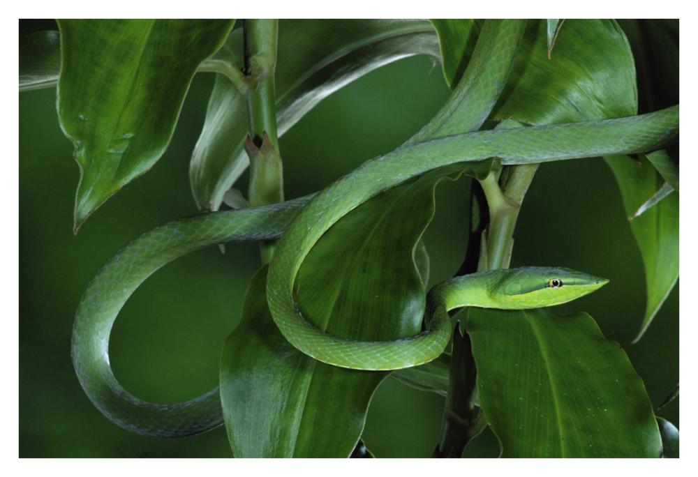 Green Vine Snake Camouflaged Among Rainforest Leaves, Costa Rica-Paper Art-38X26