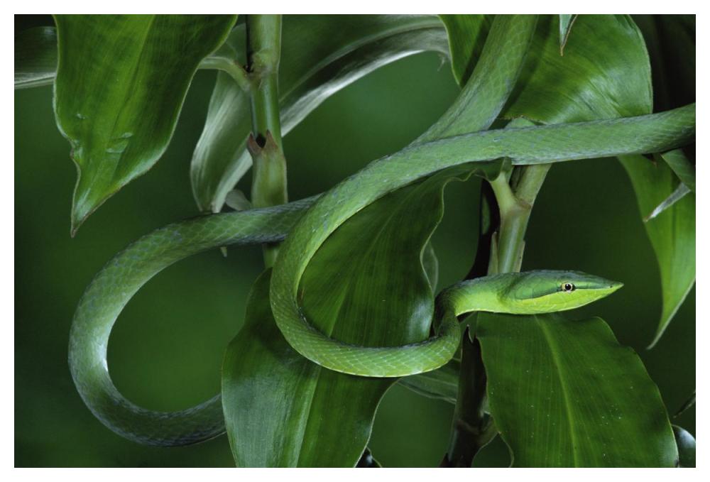 Green Vine Snake Camouflaged Among Rainforest Leaves, Costa Rica-Paper Art-50X34