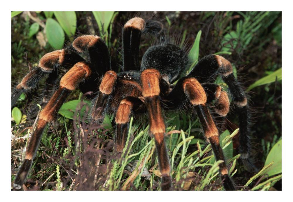 Red-Kneed Tarantula Close-Up In Vegetation, Cloud Forest, Costa Rica-Paper Art-26X18
