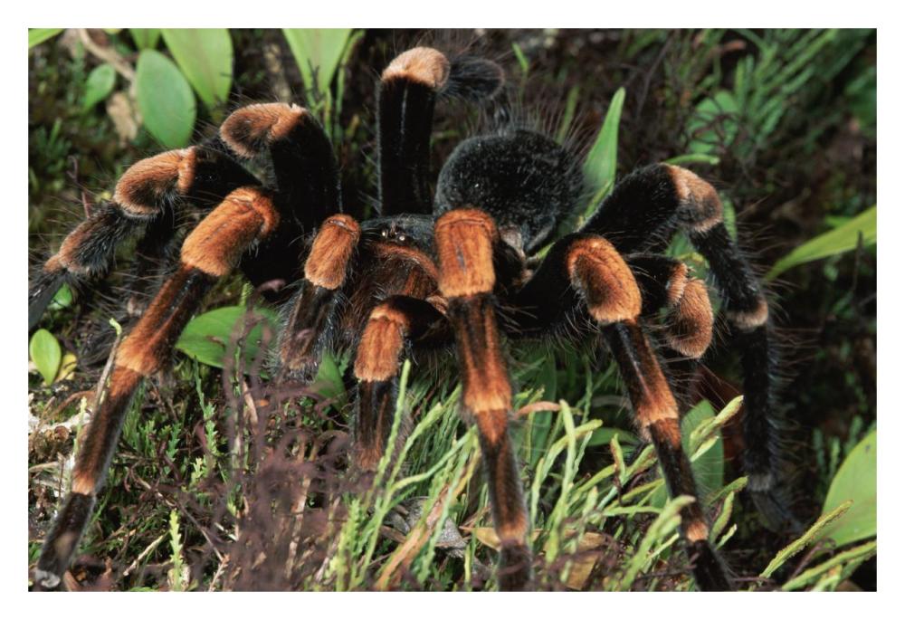 Red-Kneed Tarantula Close-Up In Vegetation, Cloud Forest, Costa Rica-Paper Art-32X22