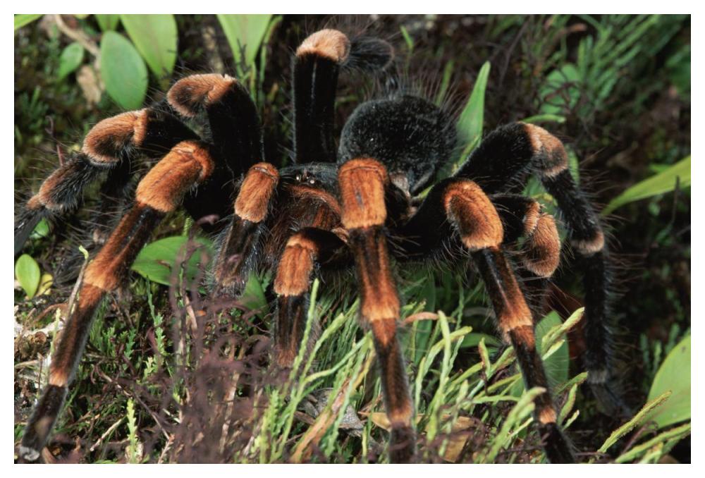 Red-Kneed Tarantula Close-Up In Vegetation, Cloud Forest, Costa Rica-Paper Art-50X34