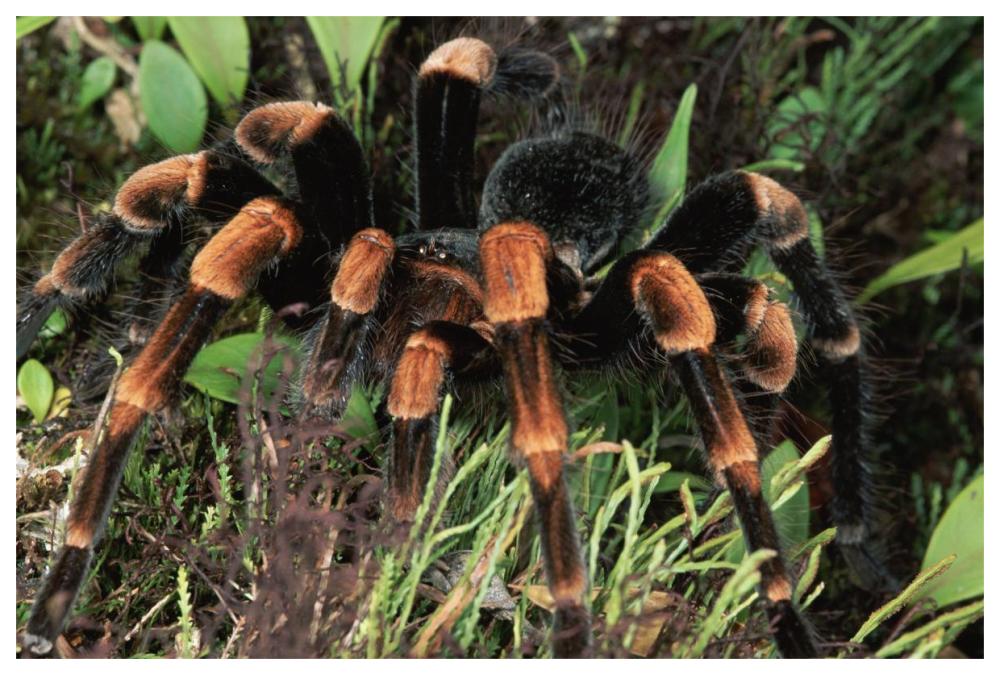 Red-Kneed Tarantula Close-Up In Vegetation, Cloud Forest, Costa Rica-Paper Art-62X42