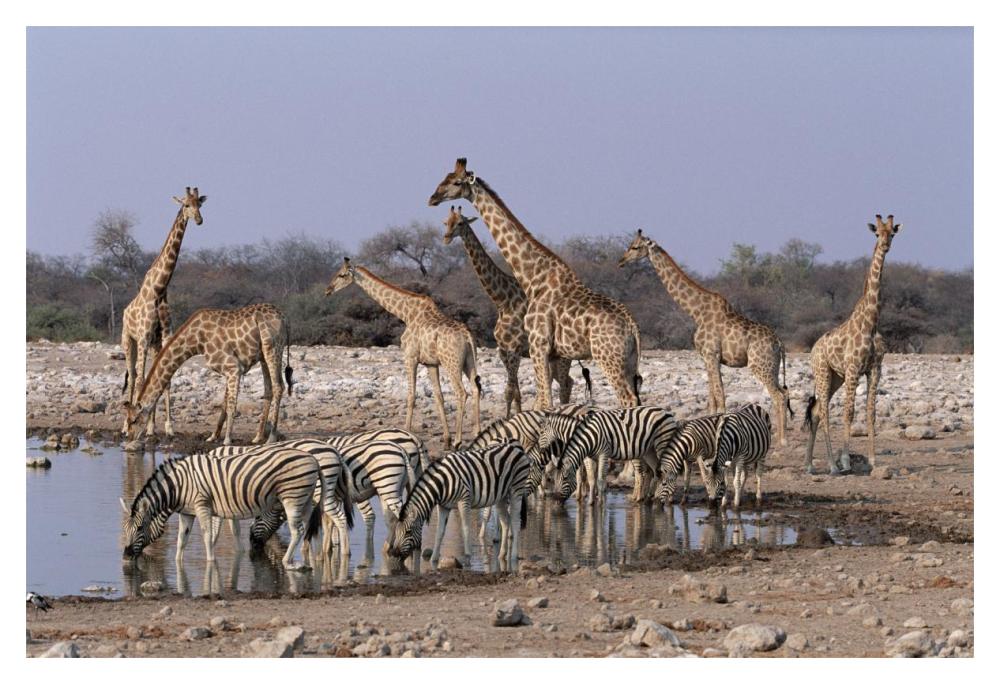 Burchell'S Zebra And Giraffe At Waterhole, Etosha National Park, Namibia-Paper Art-20X14
