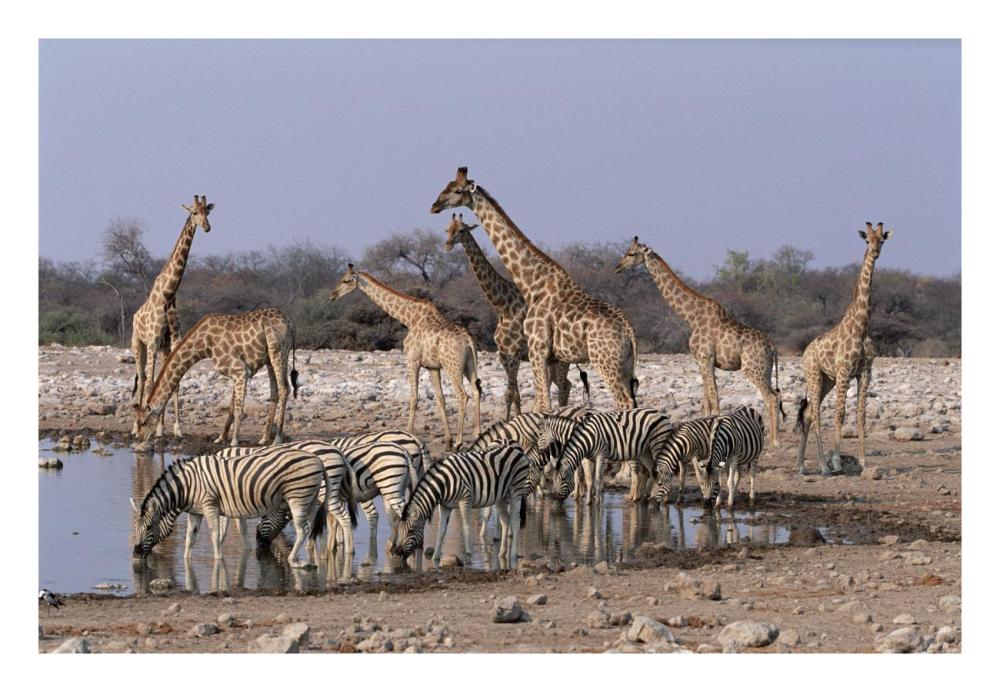 Burchell'S Zebra And Giraffe At Waterhole, Etosha National Park, Namibia-Paper Art-26X18
