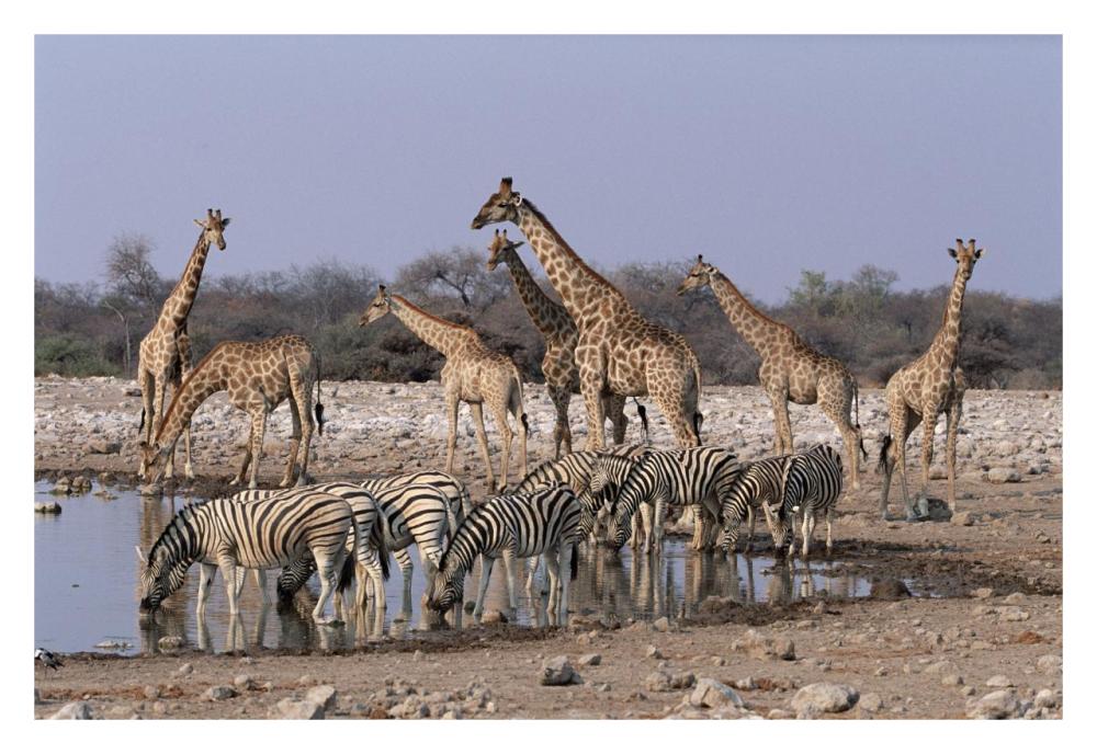 Burchell'S Zebra And Giraffe At Waterhole, Etosha National Park, Namibia-Paper Art-32X22