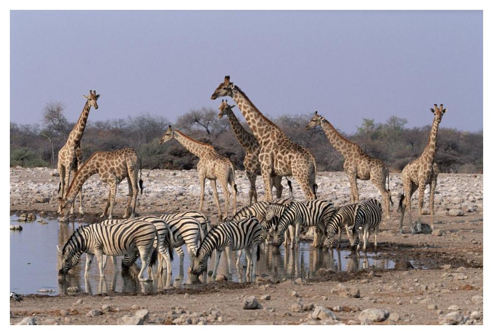 Burchell'S Zebra And Giraffe At Waterhole, Etosha National Park, Namibia-Paper Art-50X34