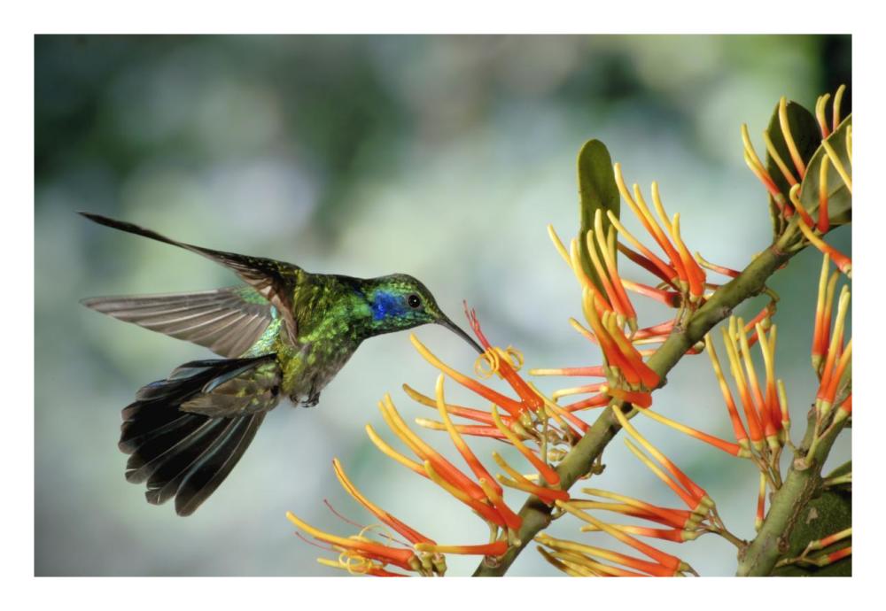 Green Violet-Ear Hummingbird Feeding, Monteverde Cloud Forest, Costa Rica-Paper Art-26X18