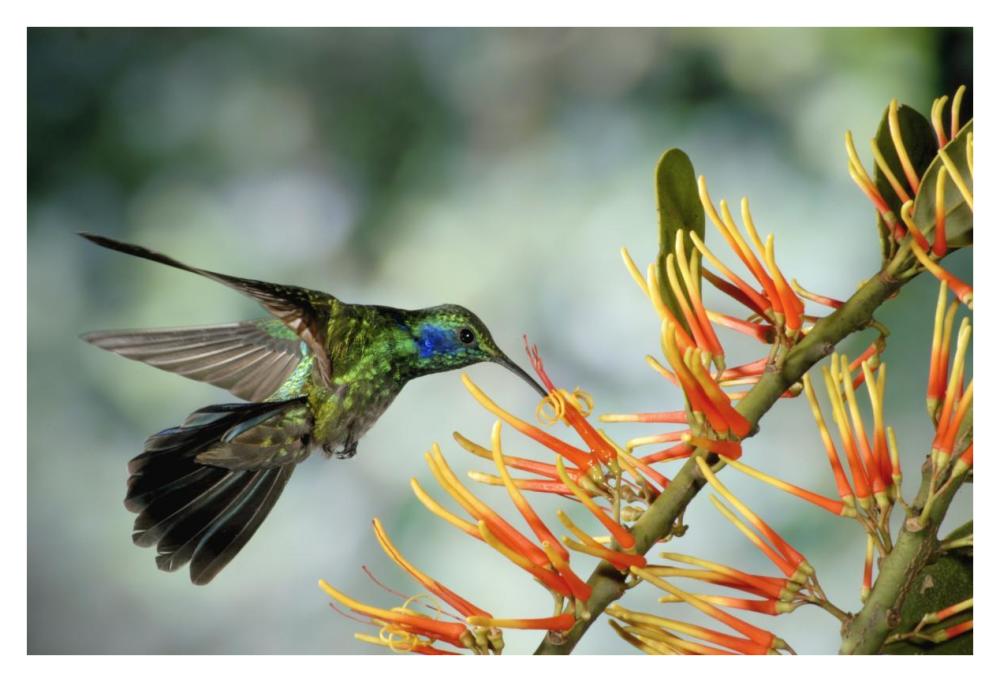Green Violet-Ear Hummingbird Feeding, Monteverde Cloud Forest, Costa Rica-Paper Art-38X26