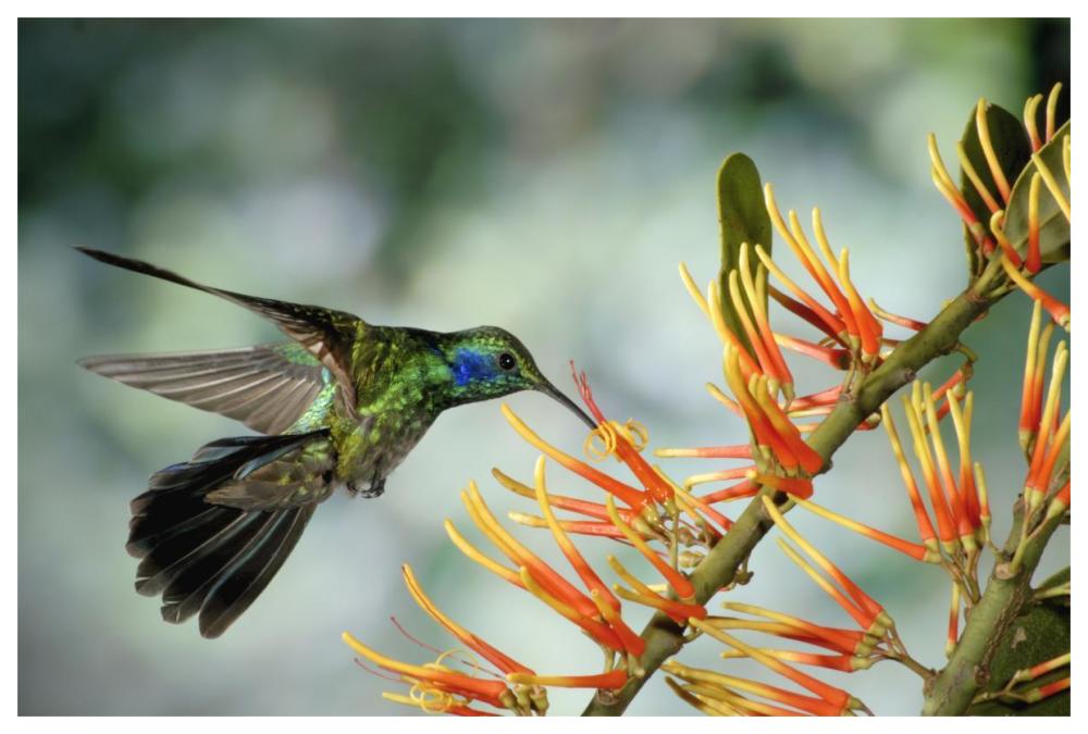 Green Violet-Ear Hummingbird Feeding, Monteverde Cloud Forest, Costa Rica-Paper Art-62X42