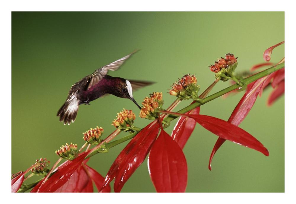 Snowcap A Hummingbird, Feeding On Madder Flowers In Rainforest, Costa Rica-Paper Art-26X18