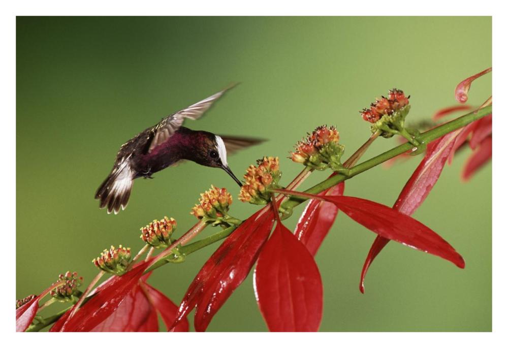 Snowcap A Hummingbird, Feeding On Madder Flowers In Rainforest, Costa Rica-Paper Art-32X22