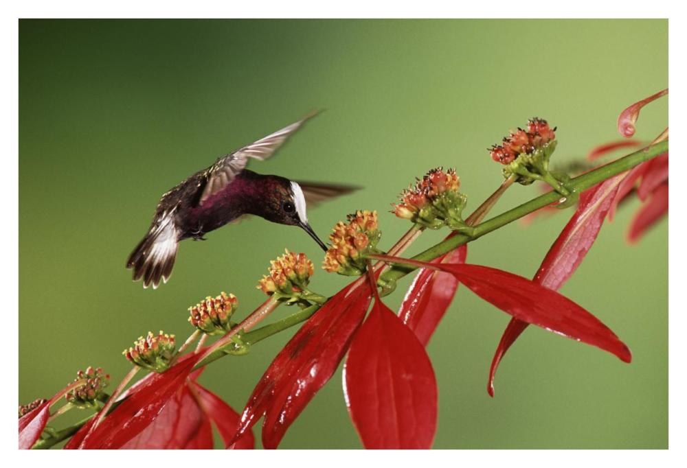 Snowcap A Hummingbird, Feeding On Madder Flowers In Rainforest, Costa Rica-Paper Art-38X26