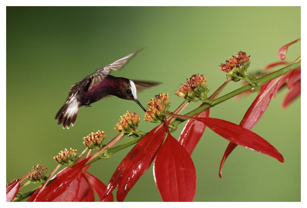 Snowcap A Hummingbird, Feeding On Madder Flowers In Rainforest, Costa Rica-Paper Art-50X34