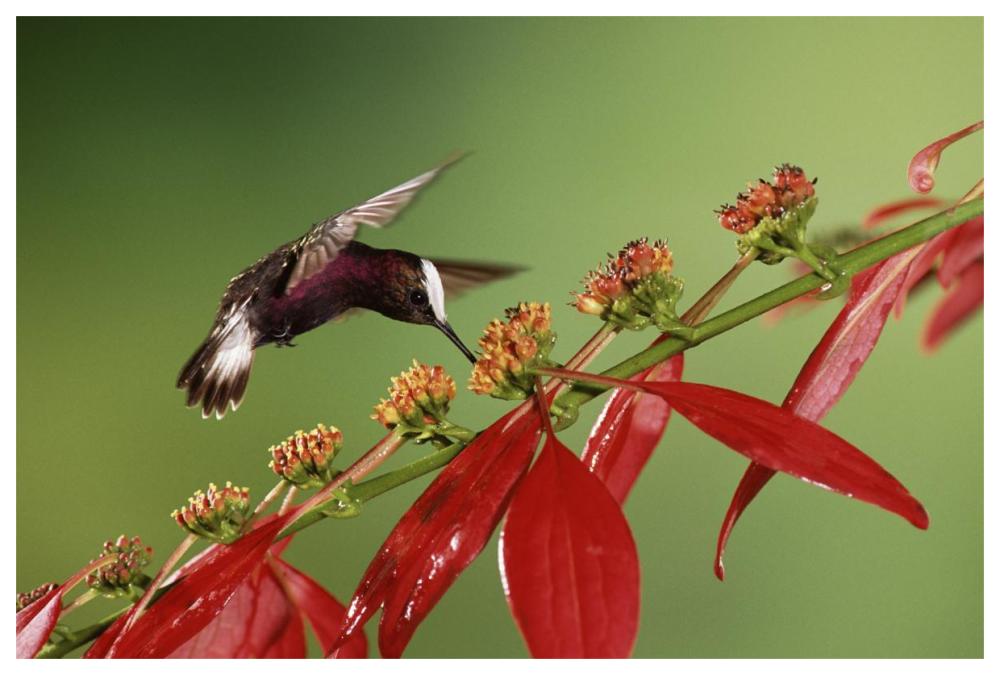 Snowcap A Hummingbird, Feeding On Madder Flowers In Rainforest, Costa Rica-Paper Art-62X42