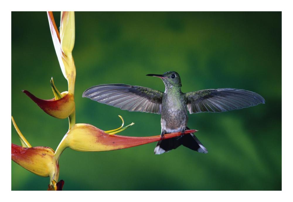 Scaly-Breasted Hummingbird Near A Heliconia Flower In Rainforest, Costa Rica-Paper Art-26X18