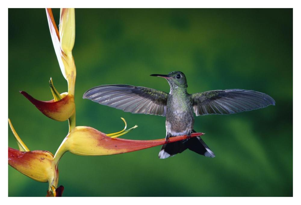 Scaly-Breasted Hummingbird Near A Heliconia Flower In Rainforest, Costa Rica-Paper Art-38X26