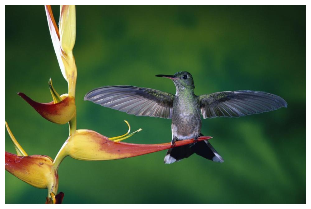 Scaly-Breasted Hummingbird Near A Heliconia Flower In Rainforest, Costa Rica-Paper Art-62X42