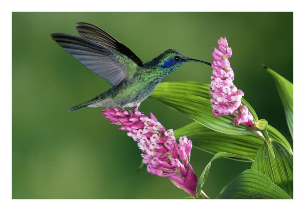 Green Violet-Ear Hummingbird Feeding At And Pollinating Epiphytic Orchid Costa Rica-Paper Art-26X18