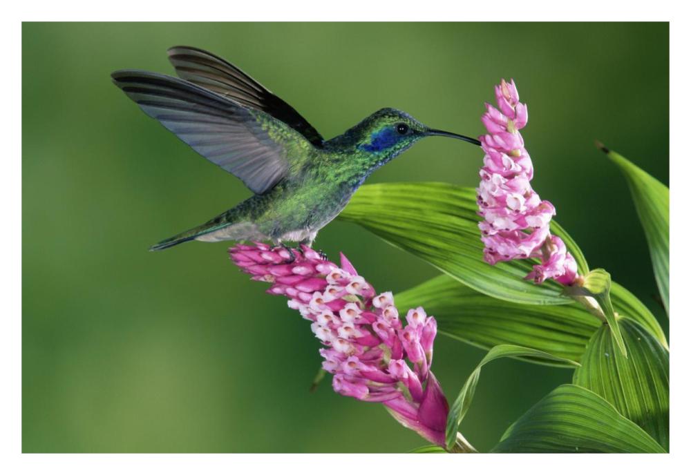 Green Violet-Ear Hummingbird Feeding At And Pollinating Epiphytic Orchid Costa Rica-Paper Art-32X22