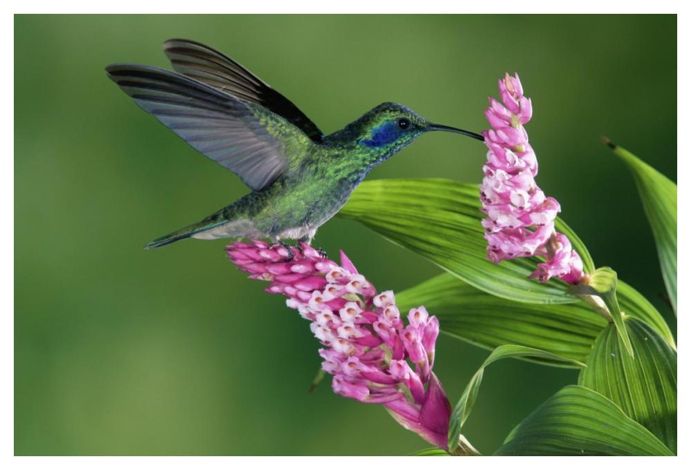 Green Violet-Ear Hummingbird Feeding At And Pollinating Epiphytic Orchid Costa Rica-Paper Art-50X34