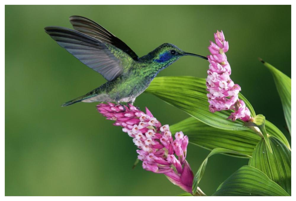 Green Violet-Ear Hummingbird Feeding At And Pollinating Epiphytic Orchid Costa Rica-Paper Art-62X42