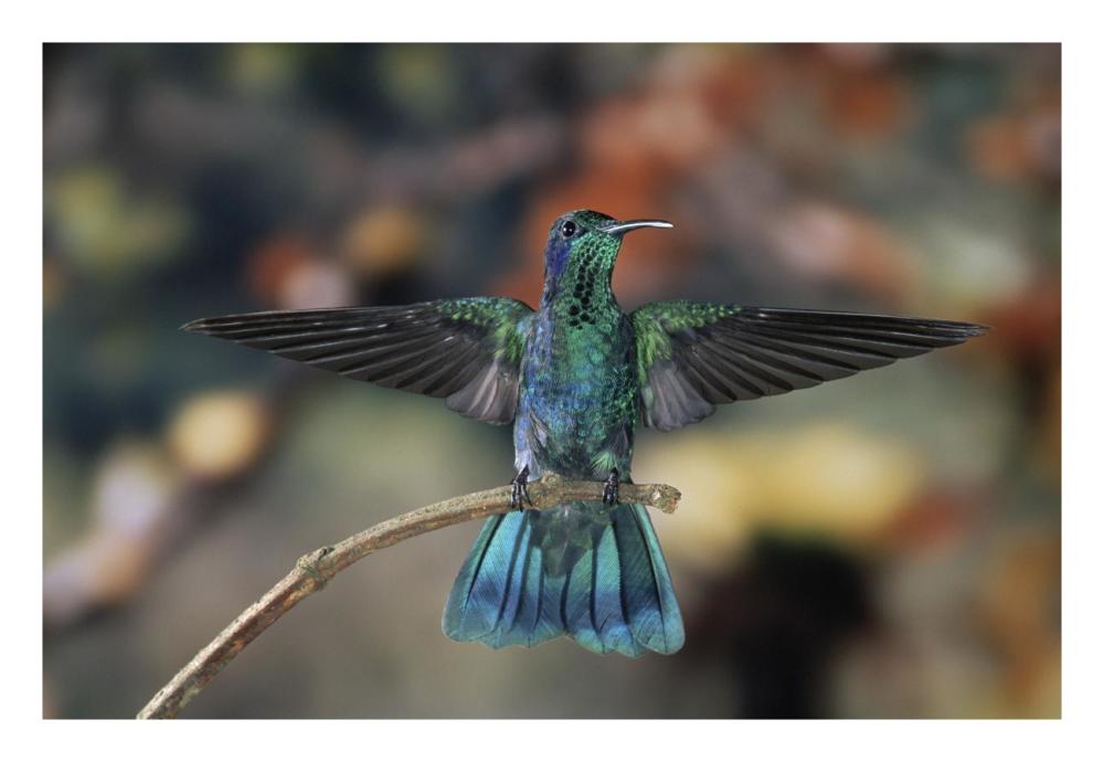 Green Violet-Ear Hummingbird, Perched On Branch, Monteverde Cloud Reserve, Costa Rica-Paper Art-26X18