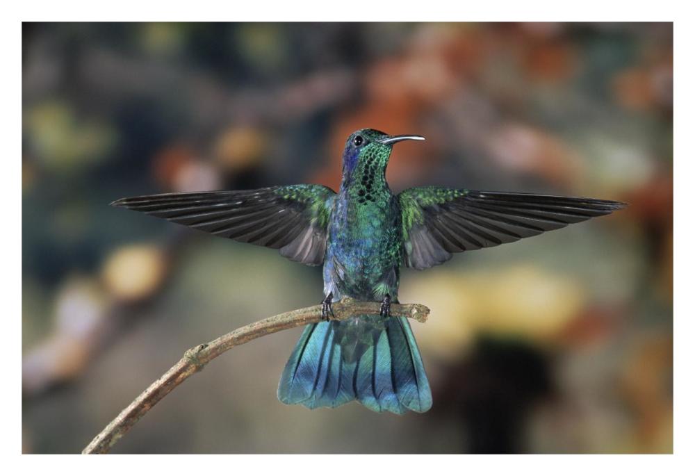 Green Violet-Ear Hummingbird, Perched On Branch, Monteverde Cloud Reserve, Costa Rica-Paper Art-32X22