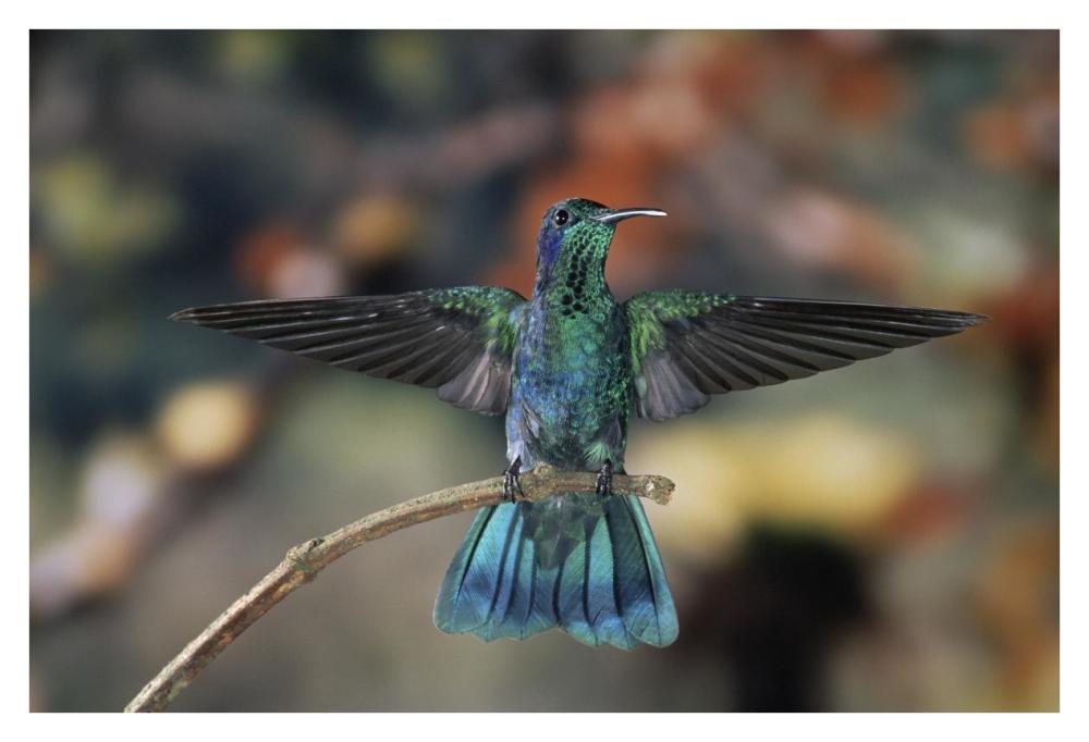Green Violet-Ear Hummingbird, Perched On Branch, Monteverde Cloud Reserve, Costa Rica-Paper Art-38X26