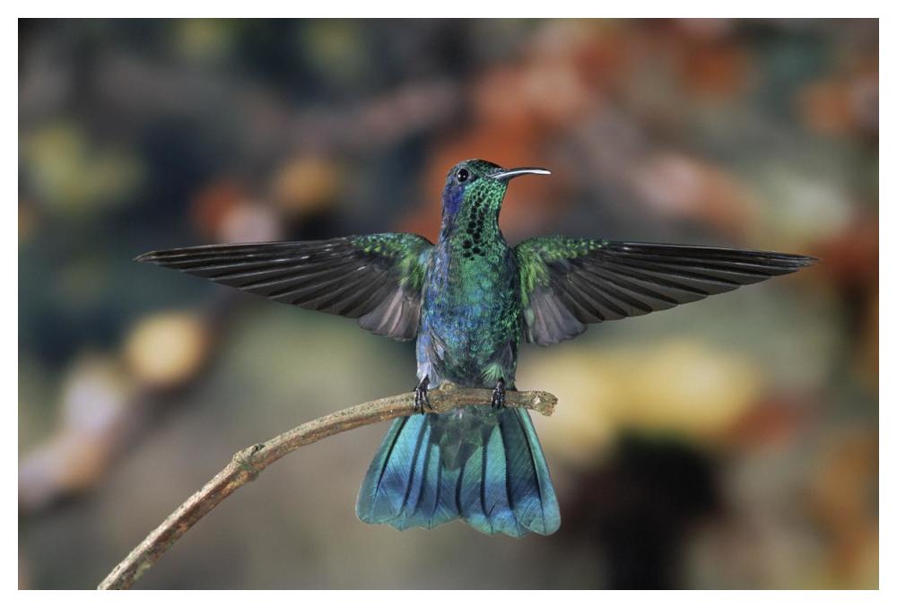 Green Violet-Ear Hummingbird, Perched On Branch, Monteverde Cloud Reserve, Costa Rica-Paper Art-50X34