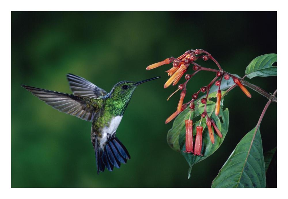 Snowy-Bellied Hummingbird Male, Flying Near Firebush Flowers Cloud Forest, Costa Rica-Paper Art-26X18